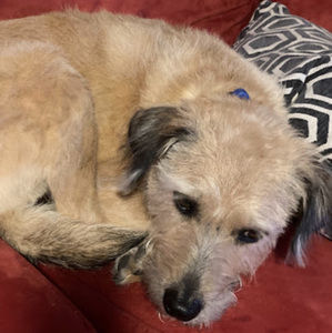 Meet your Posher, Lisa